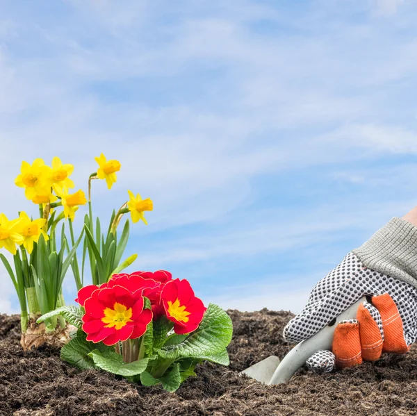 Gärtner pflanzt Narzissen und Primeln — Stockfoto