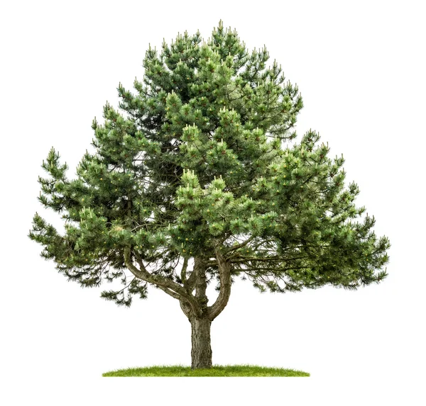 Old pine tree on a white background — Stock Photo, Image