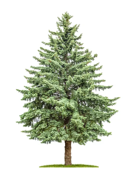 A pine tree on a white background — Stock Photo, Image