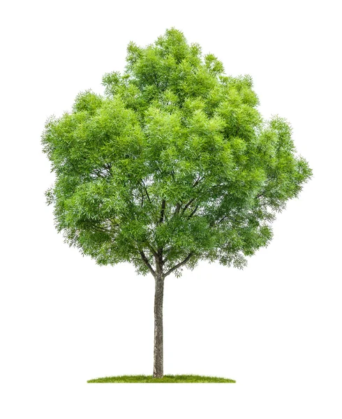 Geïsoleerde Smalbladige ash tree op een witte achtergrond — Stockfoto