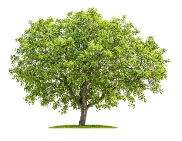 Isolierter Walnussbaum auf weißem Hintergrund — Stockfoto
