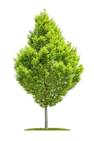 An isolated hornbeam tree on a white background — Stock Photo, Image