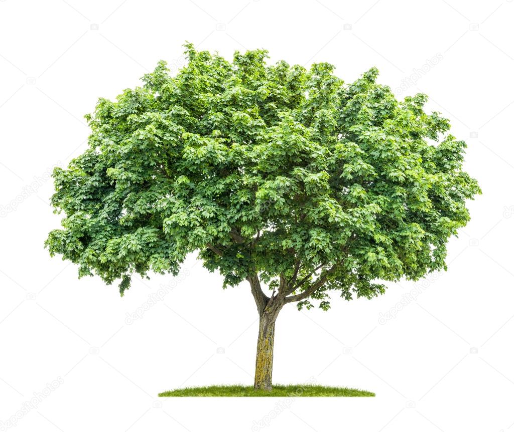 An Isolated Maple Tree On A White Background Stock Photo Image By C Zerbor An Isolated Maple Tree On A White Background Stock Photo Image By C Zerbor