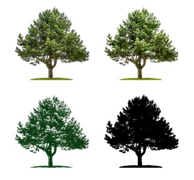 Tree in four different illustration techniques - Pine Tree clipart