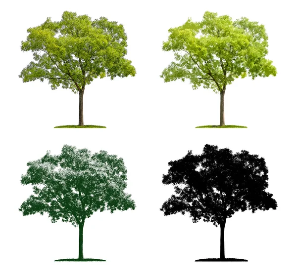 Tree in four different illustration techniques - Pagoda Tree — Stock Photo, Image