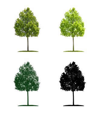 Tree in four different illustration techniques - Young oak tree clipart