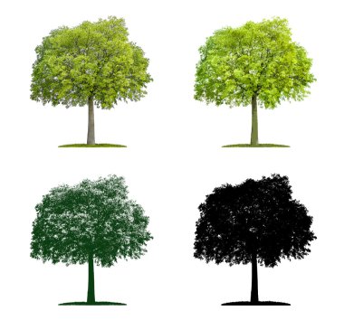 Tree in four different illustration techniques - Celtis australi clipart
