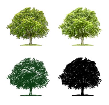 Tree in four different illustration techniques - Walnut tree clipart