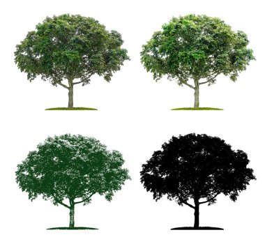 Tree in four different illustration techniques - A maple tree clipart