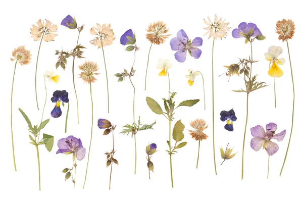 Dry pressed wild flowers isolated on white background — Stock Photo, Image