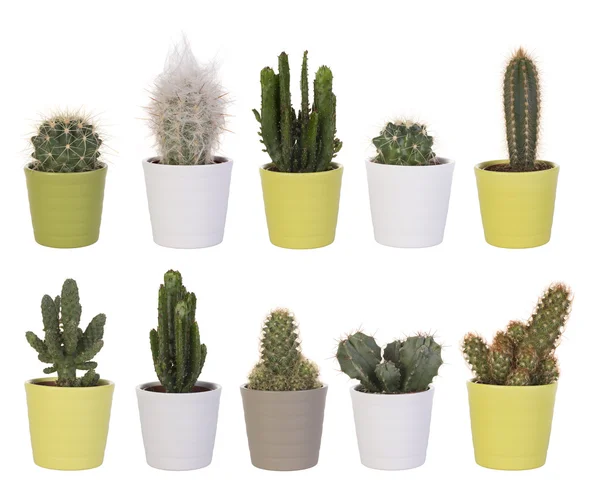 Kaktus samling isolerade på vit — Stockfoto