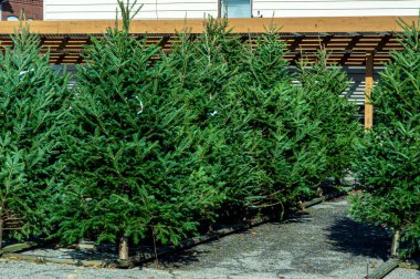 Mevsimlik bir Noel ağacında her çeşit çam ve kürk ağacı sergileniyor.