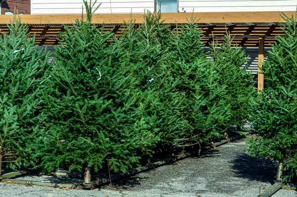 Variety Evergreen Pine Fur Trees Display Seasonal Christmas Tree Lot Stock Image