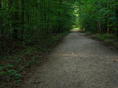Yazın ağaçların arasından geçen düz çakıl yolu yeşil tünelin sonundaki ışıkla birlikte.