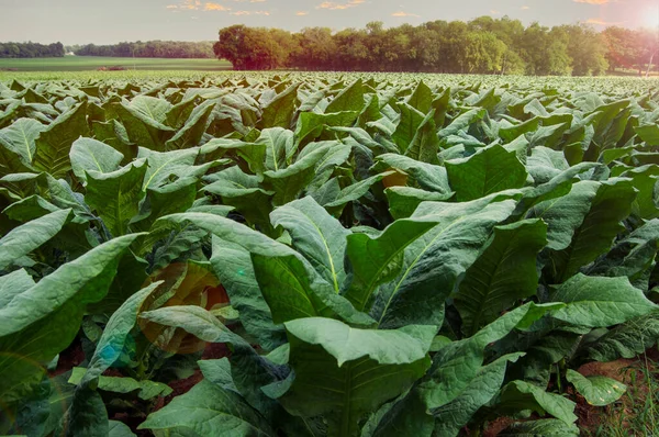 Sunrise Farm Field Large Broad Green Tobacco Leaves Untied States Royalty Free Stock Images