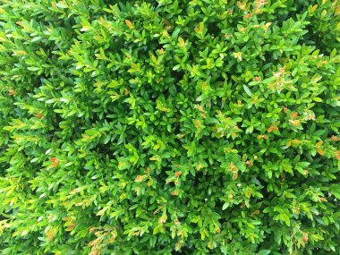 Yeşil kiraz yaprakları arkaplan ağacı