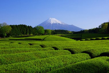 Yeşil çay tarlası ve Mt. Fuji şehrinden Fuji Sasaba Fuji 04 / 20 / 2021