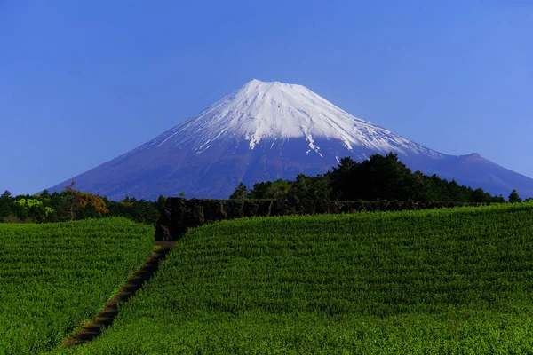 Theeplantages Fuji Uit Imamiya Fuji City Japan 2021 — Stockfoto