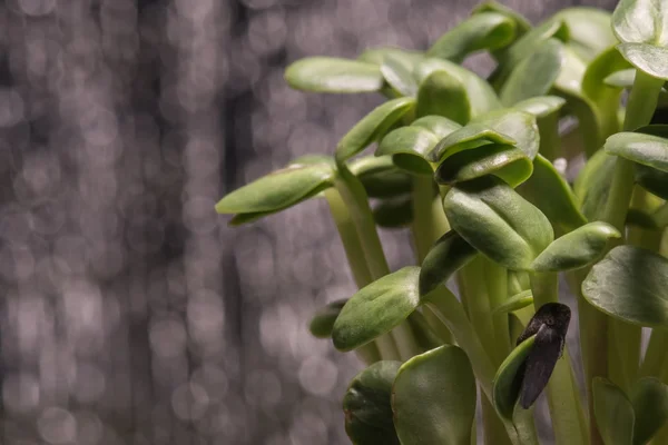 Sunflower microplants closeup after germination process against — Stock Photo, Image