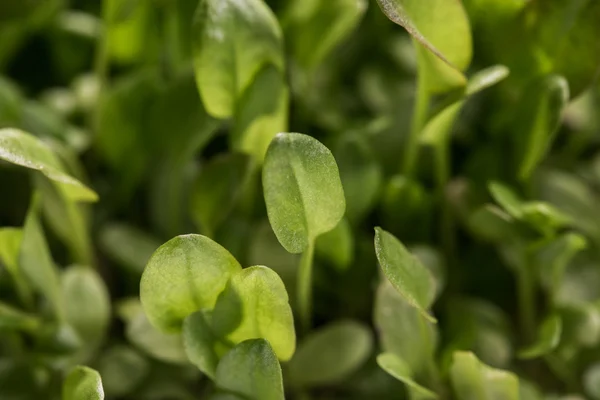 Microplantas de berros verdes de primer plano después del proceso de germinación —  Fotos de Stock