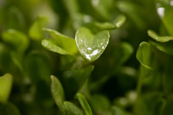 Microplantas de berros verdes de primer plano después del proceso de germinación —  Fotos de Stock