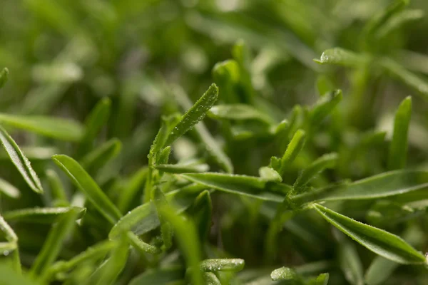 Microplantas de lentejas primer plano después del proceso de germinación — Foto de Stock