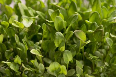 Yeşil su teresi microplants closeup çimlenme işleminden sonra 