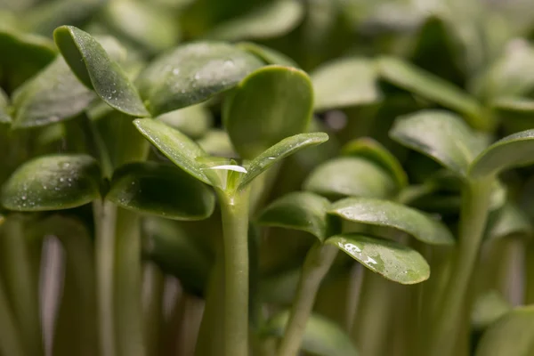 Microplantas de girasol primer plano después del proceso de germinación —  Fotos de Stock