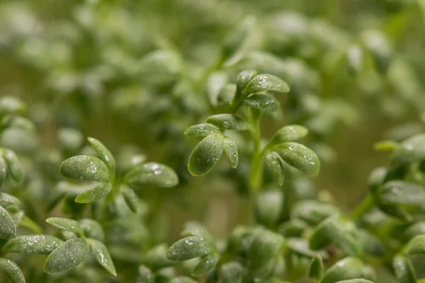 Microplantes de cresson en gros plan après le processus de germination — Photo