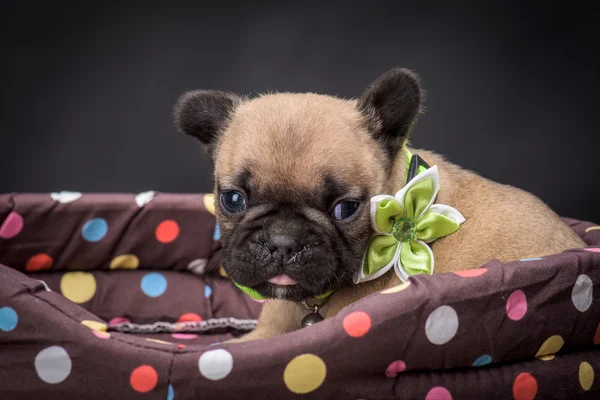 Bouledogue français chiot de petit âge Photos De Stock Libres De Droits