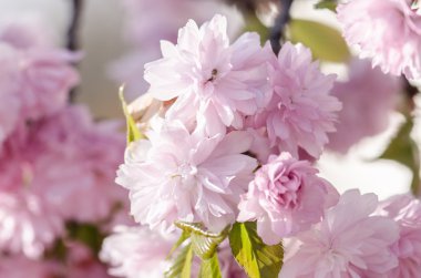 pembe kiraz çiçekleri