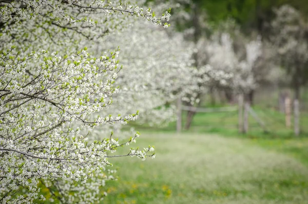 Huerto de manzanas en flor — Foto de Stock