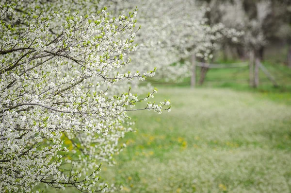 Huerto de manzanas en flor — Foto de Stock