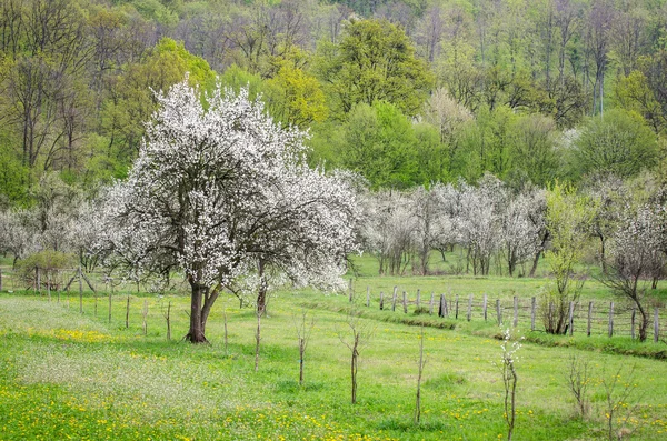 One apple tree in bloom — Stock Photo, Image