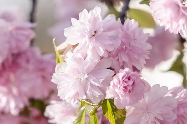 Flores de cerezo rosa — Foto de Stock