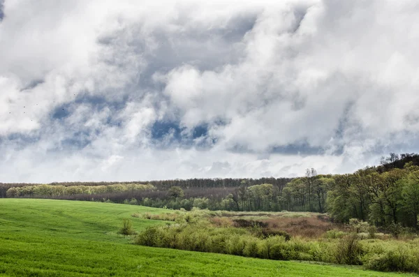 Field after a storm — Stock Photo, Image