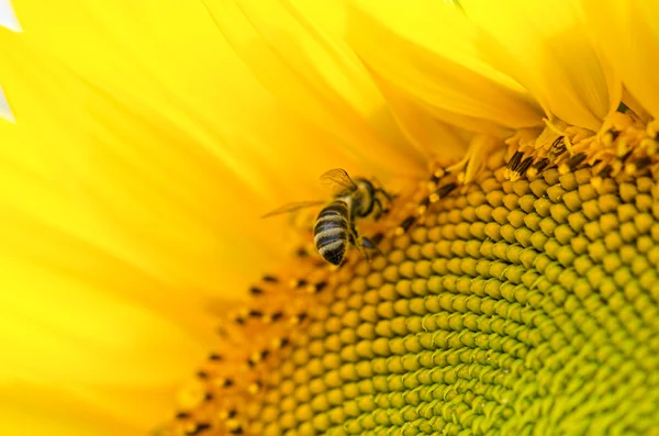 Ape su un girasole — Foto Stock