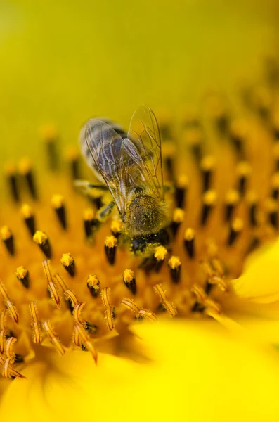 蜜蜂落在向日葵上 — 图库照片