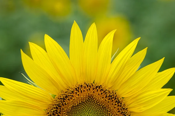 Sunflower petals — Stock Photo, Image