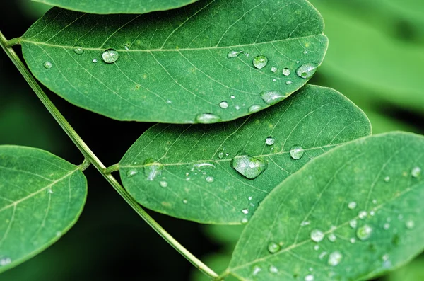 Water drops on green leaves — Stock Photo, Image