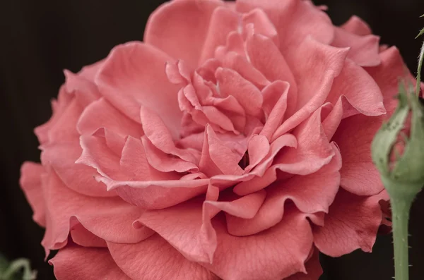 Růže kvetou na zamračený den — Stock fotografie