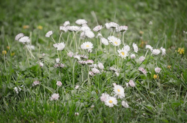 Blomväxter — Stockfoto