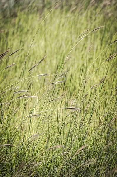 Tall field grass — Stock Photo, Image