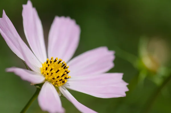 Квітка літа — стокове фото