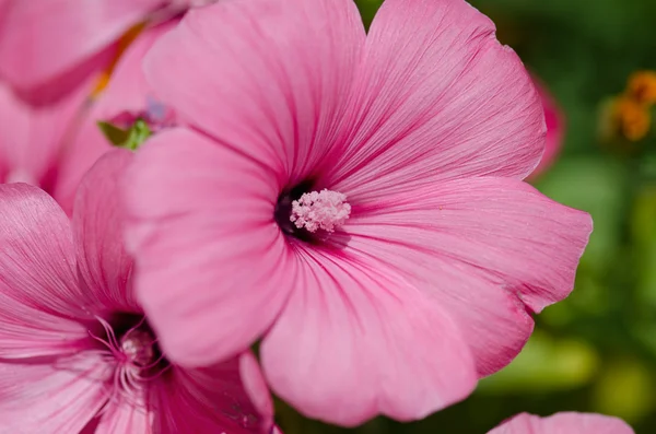 夏の花 — ストック写真