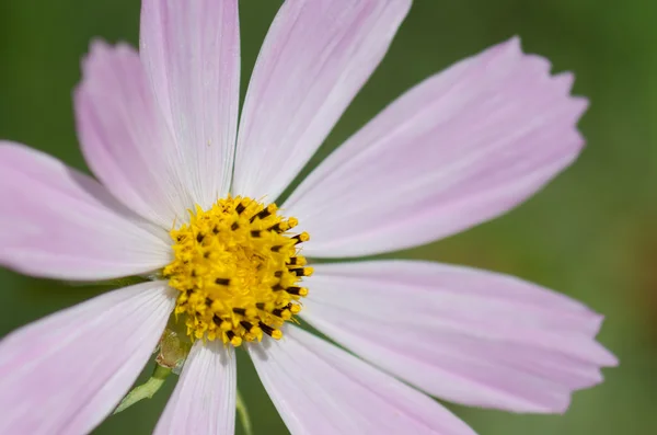 Fleur d'été — Photo