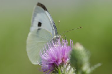Bir çiçek üzerinde oturan beyaz kelebek 