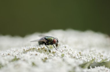 Beyaz bir çiçek üzerinde oturan sinek