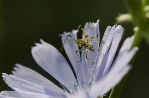 Pequeno inseto em uma flor — Fotografia de Stock