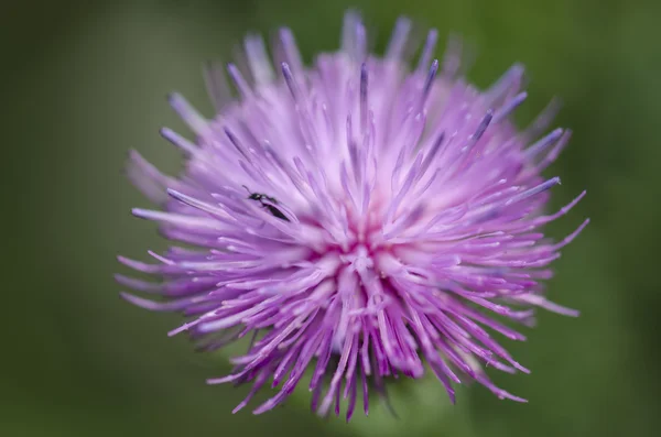 Thistle квітка Закри — стокове фото